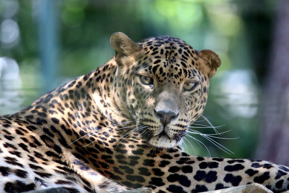 Leopard Print for Autumn
